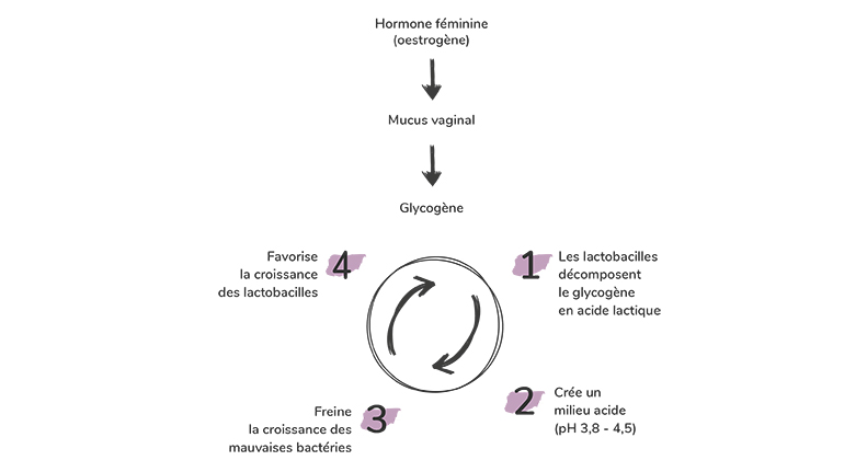 Qu'est ce que la flore vaginale et comment évolue-t-elle ?