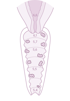 schema ph et acide lactique - secheresse vaginale