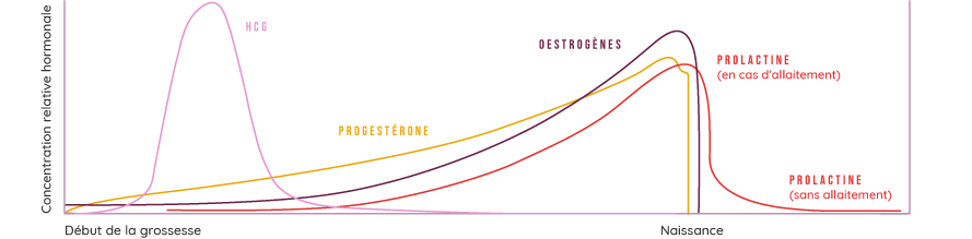 courbes hormones et grossesse sur secheresse-vaginale.fr