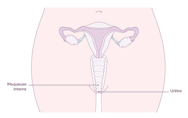 anatomie secheresse uterus - secheresse vaginale